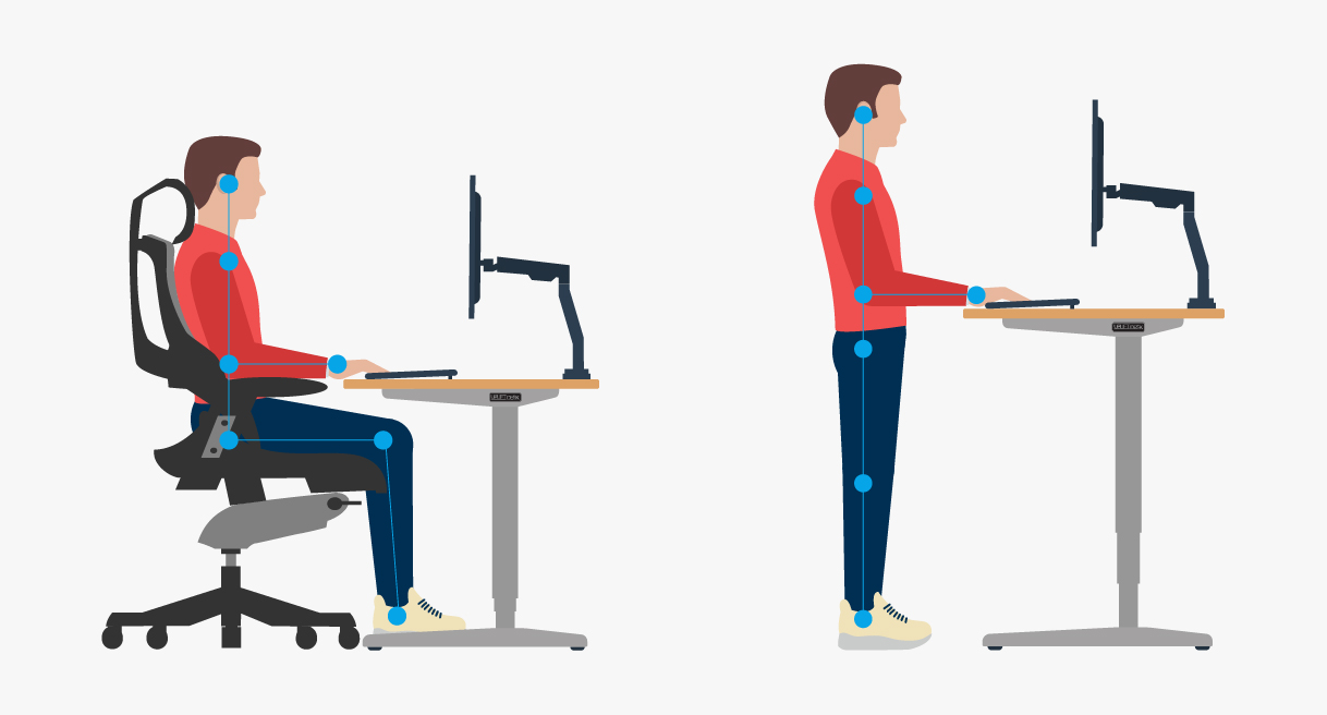 A diagram of proper seated and standing ergonomic posture while working at a height adjustable desk