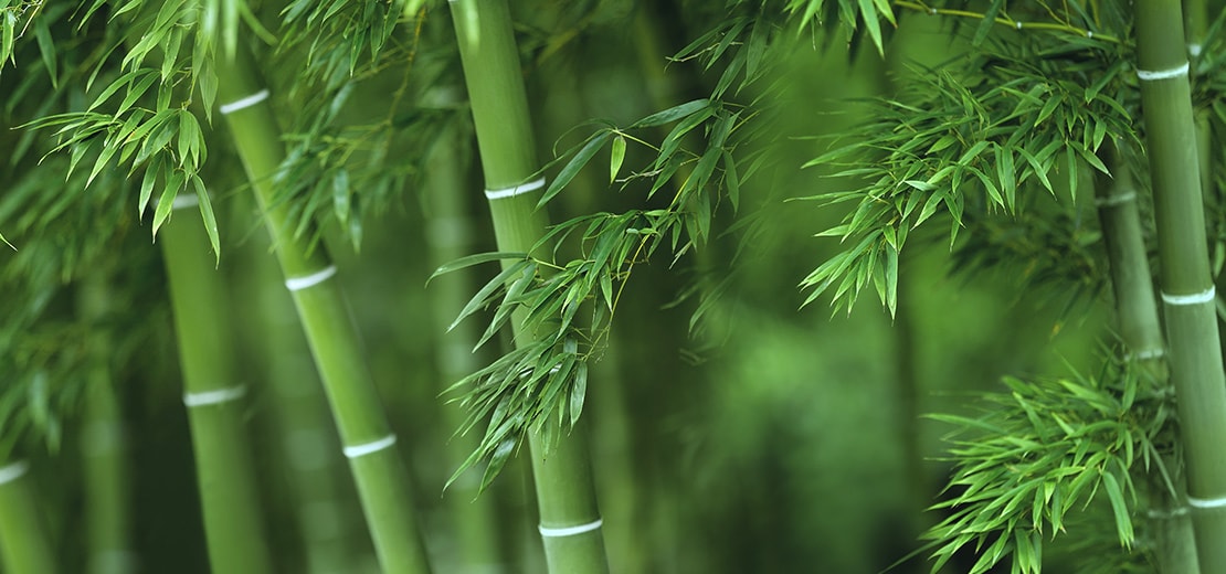 Bamboo growing