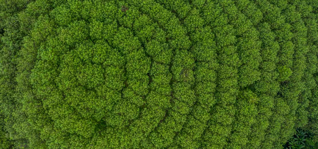 An aerial view of a Pará Rubberwood Tree forest